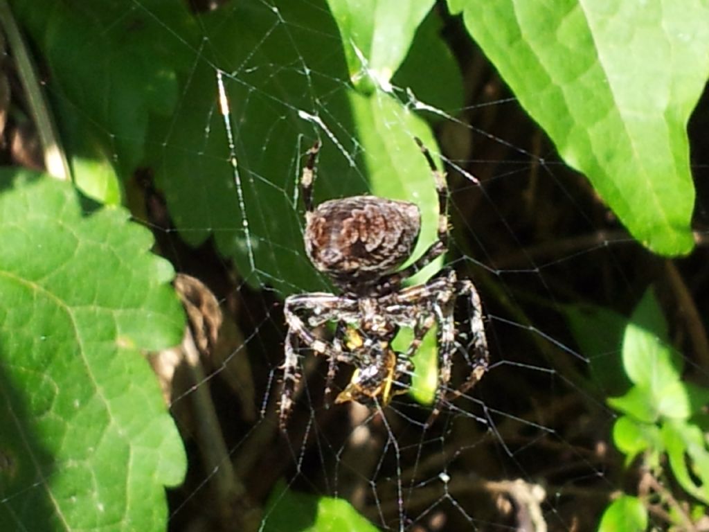 Corteggiamento dei ragni: Araneus angulatus